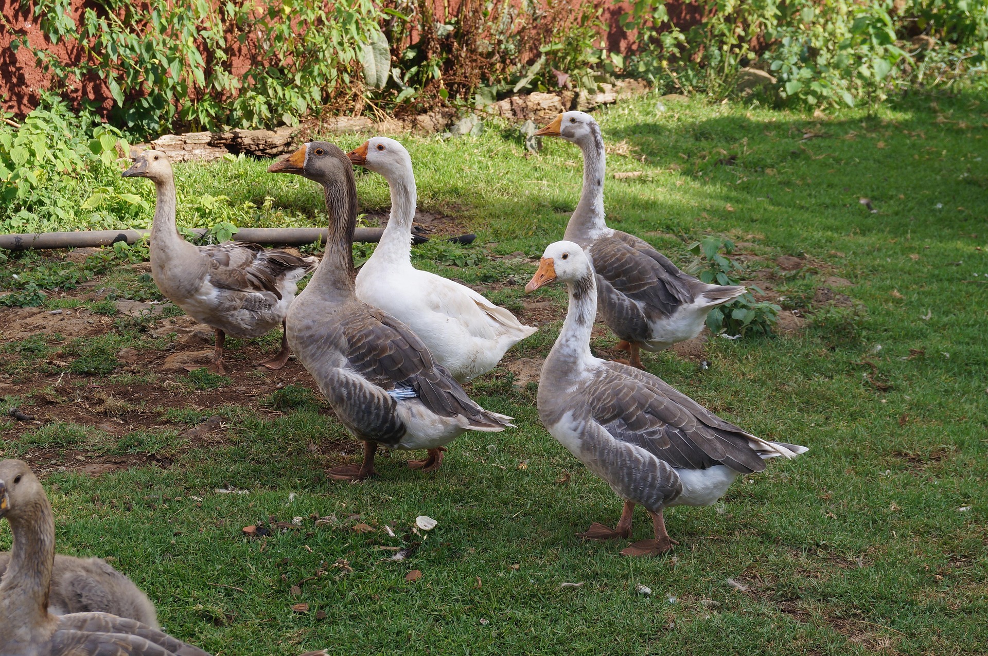 Feathered Acres